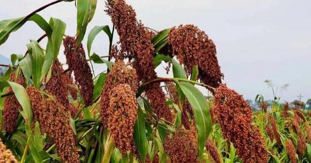 教你如何挑选纯粮酒 咋挑优质纯粮酒